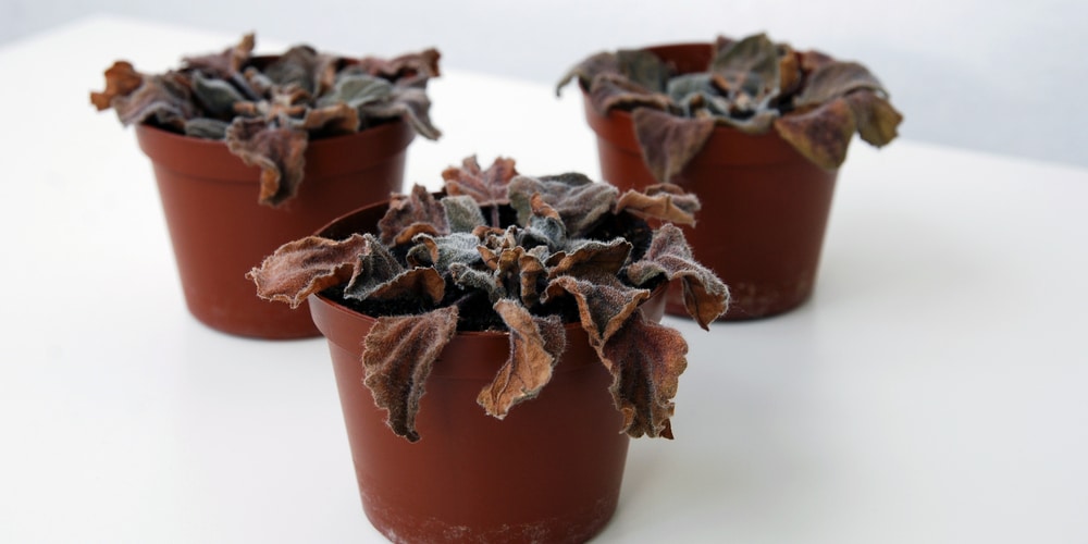 African Violet Wilting