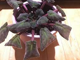 African Violet Wilting