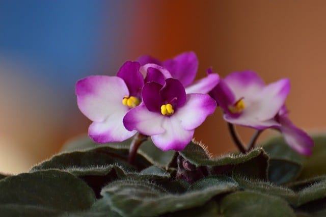 African Violet 