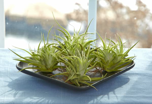 Air plants