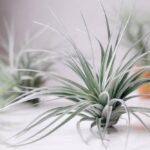 Air plants