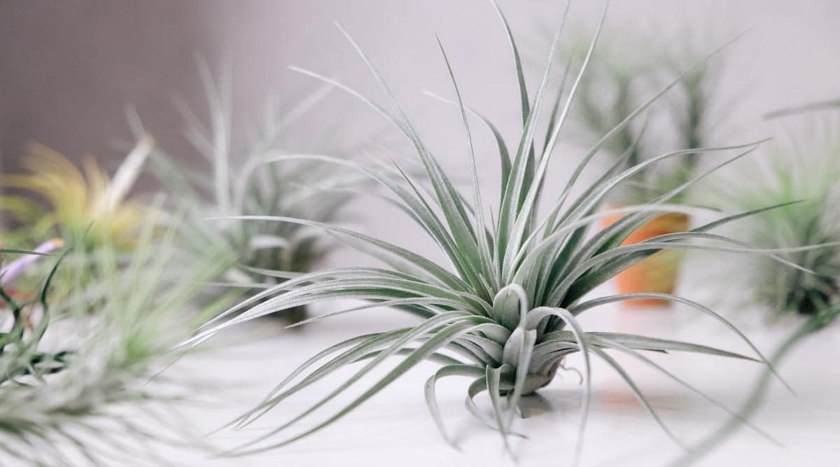 Air plants