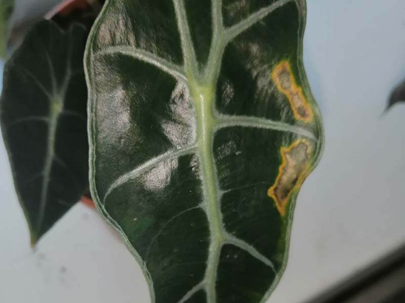 Alocasia Polly Brown Spots