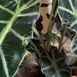 Alocasia Polly Brown Spots 02