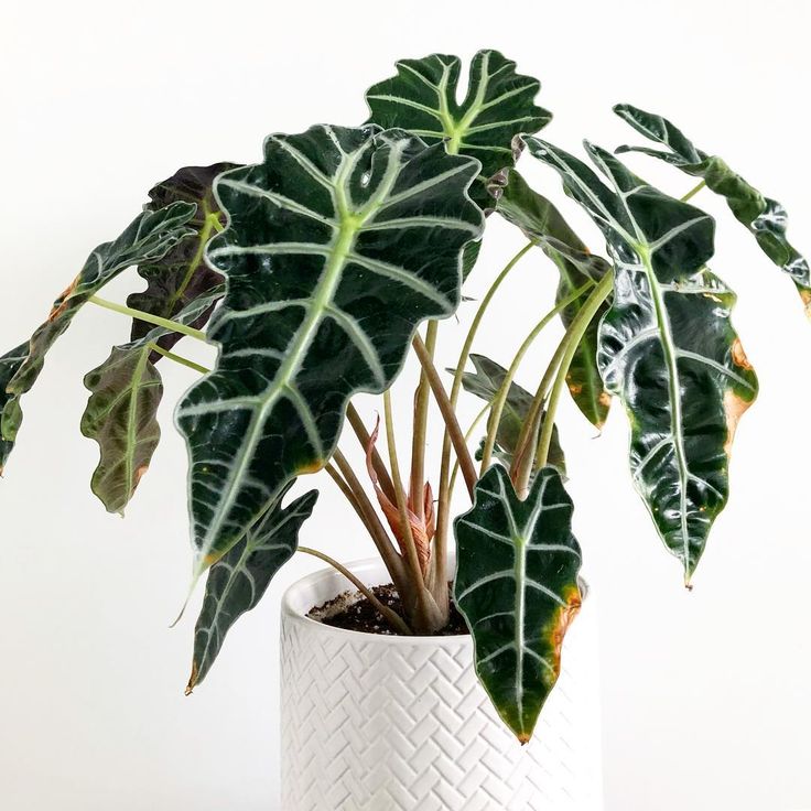 Alocasia Polly Brown Spots