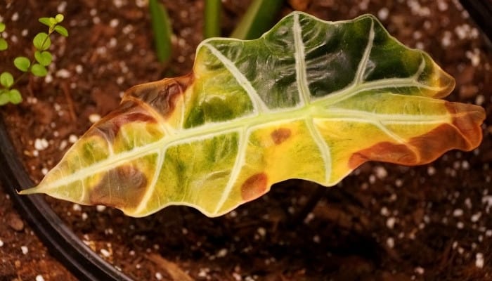 Alocasia Polly Brown Spots