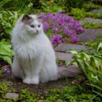 Cat with Bromeliads