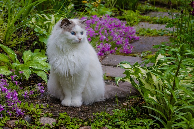 Cat with Bromeliads