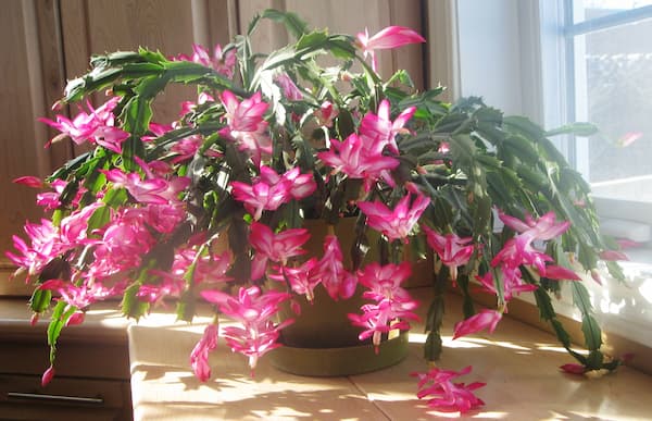 Christmas cactus