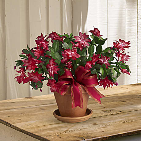 Christmas cactus