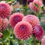 Dahlias