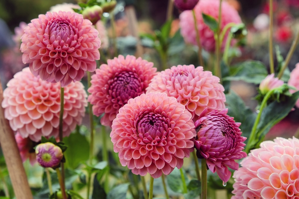 Dahlias