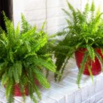 Ferns