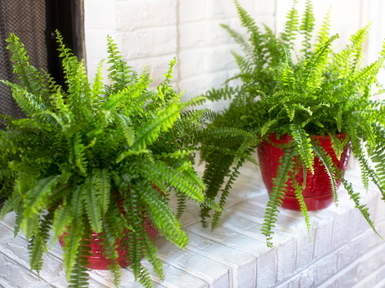 Ferns