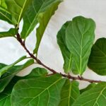 Fiddle Leaf Figs