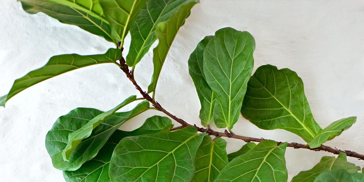 Fiddle Leaf Figs