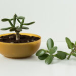 Jade Plants