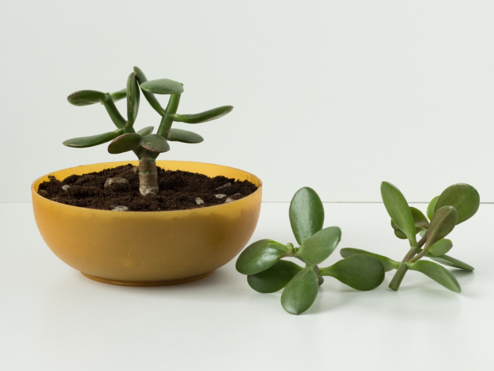 Jade Plants