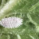 Mealybugs2