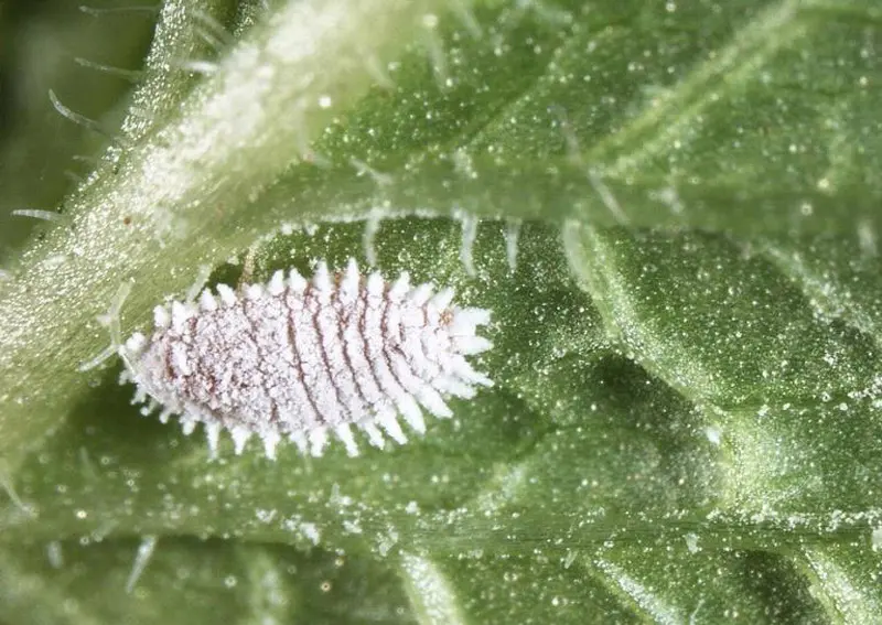 Mealybugs2