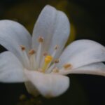 Peace Lilies