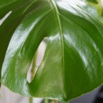Philodendrons