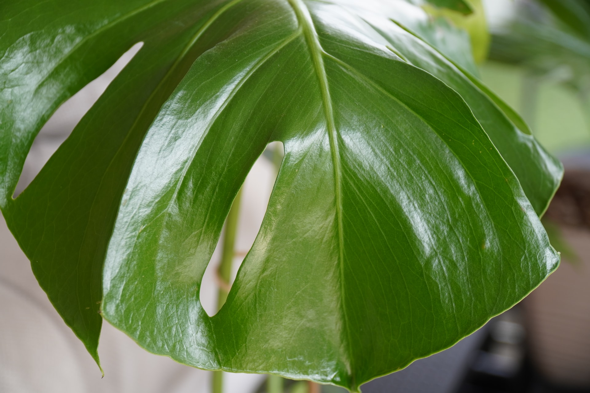 Philodendrons