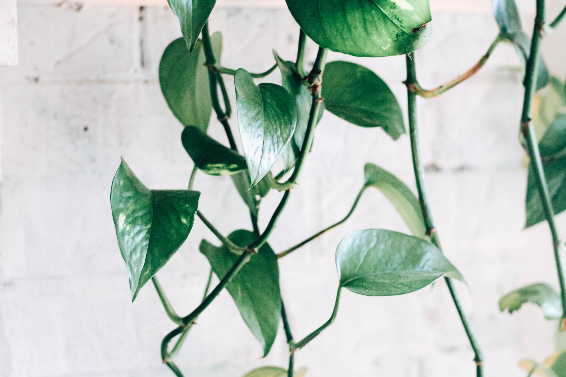 Pothos Plants