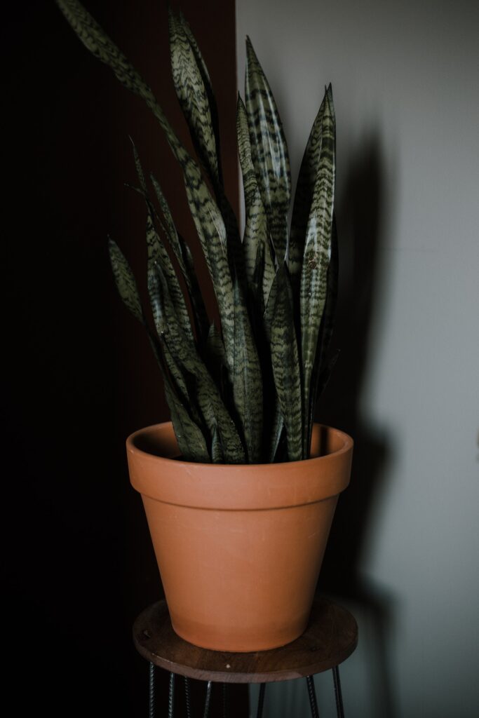 Snake Plants