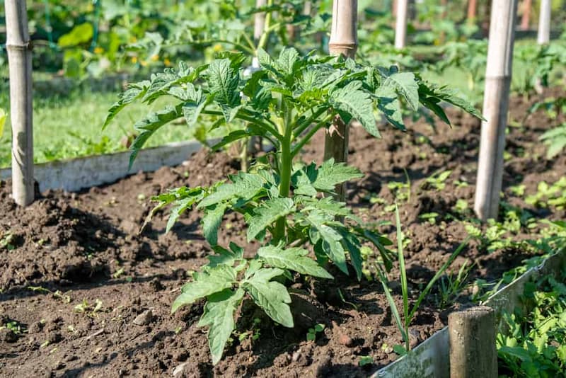 Tomato Plants