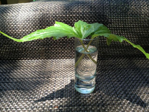 Wing Begonia Propagation