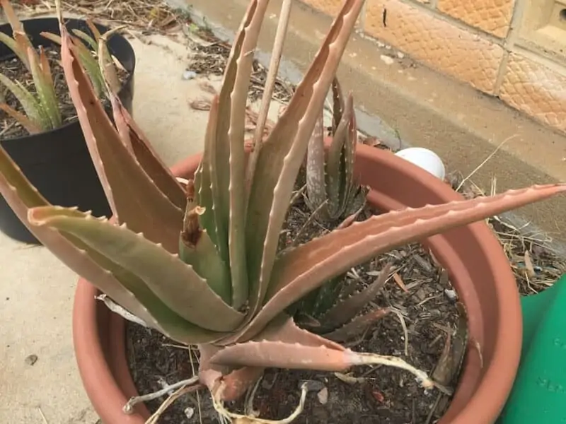 Aloe turning brown