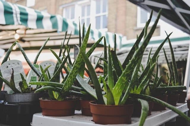 Aloe turning brown