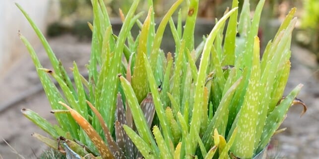 aloe-turning-brown