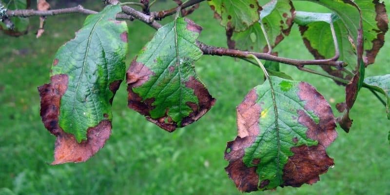 Apple tree leave