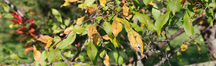 Apple tree leave