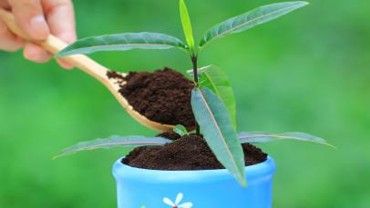 coffee grounds for plants