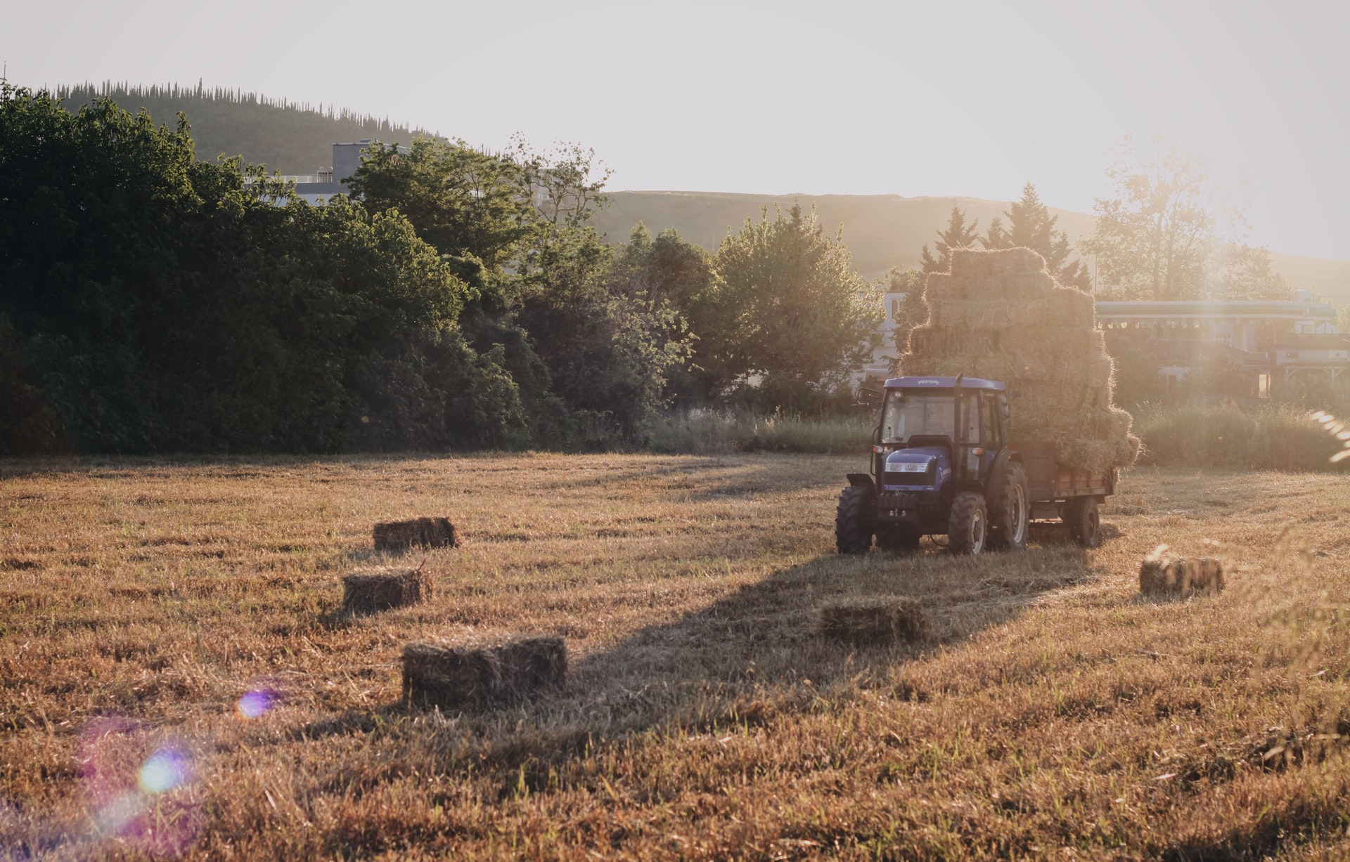 Hay And Straw