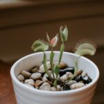 Venus Fly Traps