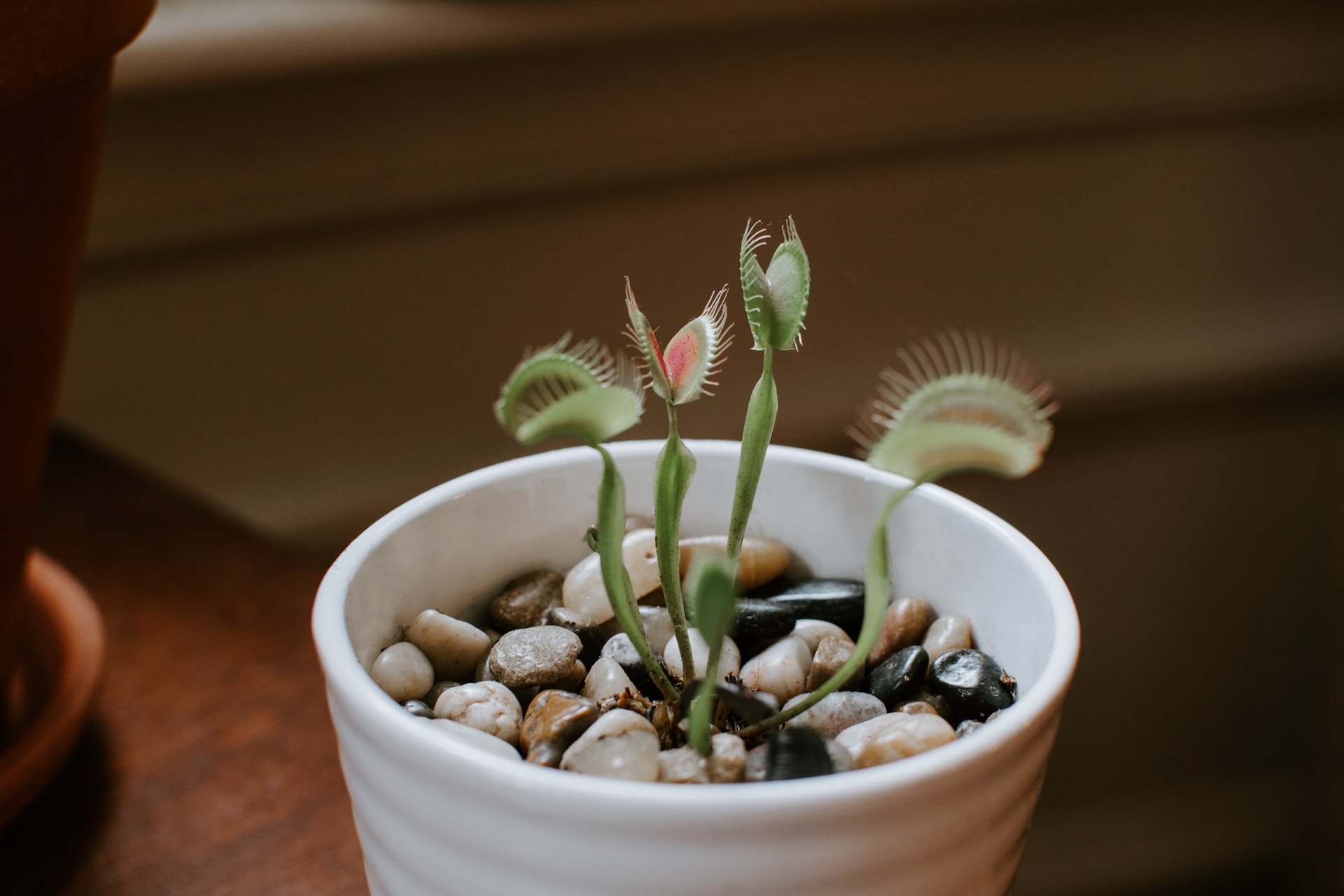 Venus Fly Traps