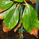 Why Are My Avocado Leaves Turning Brown and How To Deal with It?