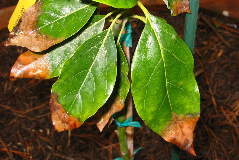 Why Are My Avocado Leaves Turning Brown and How To Deal with It?