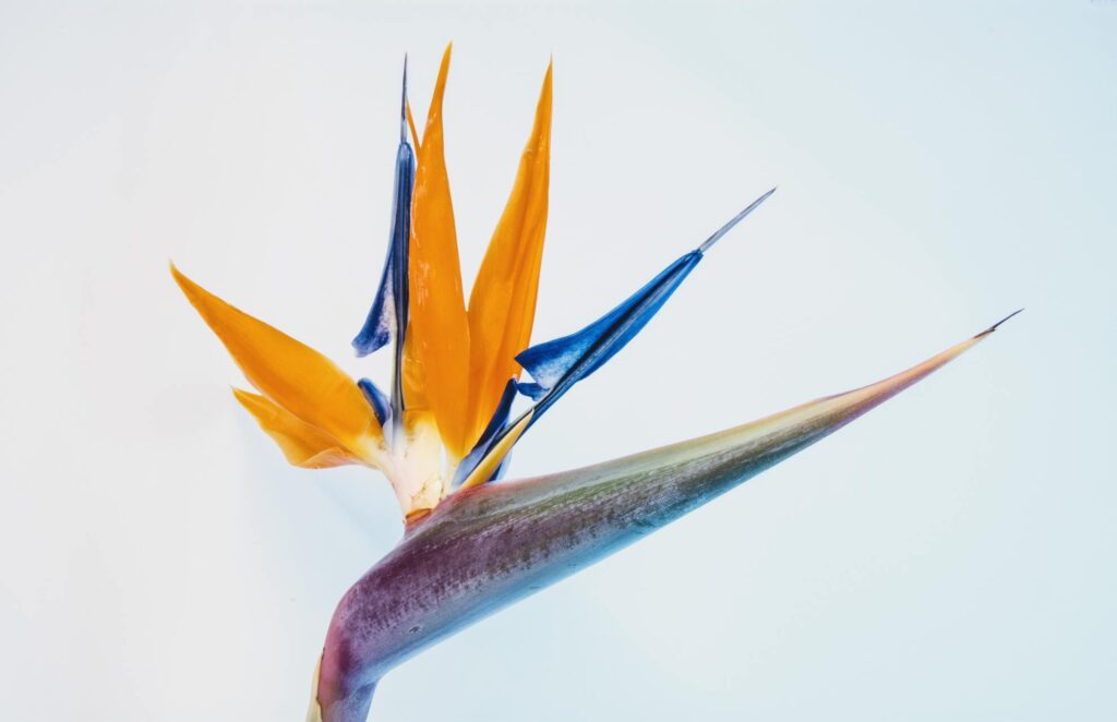 Bird Of Paradise