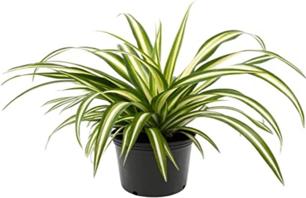 brown tips on spider plant