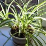 brown tips on spider plants