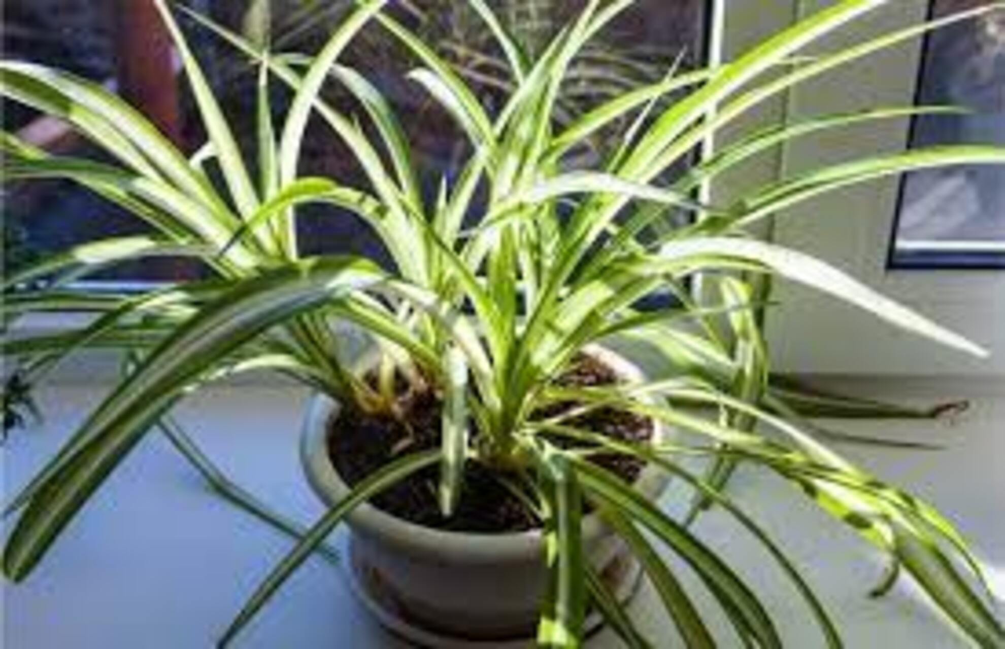 brown tips on spider plants