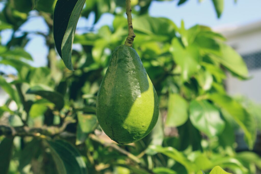 5.avocado tree in pot