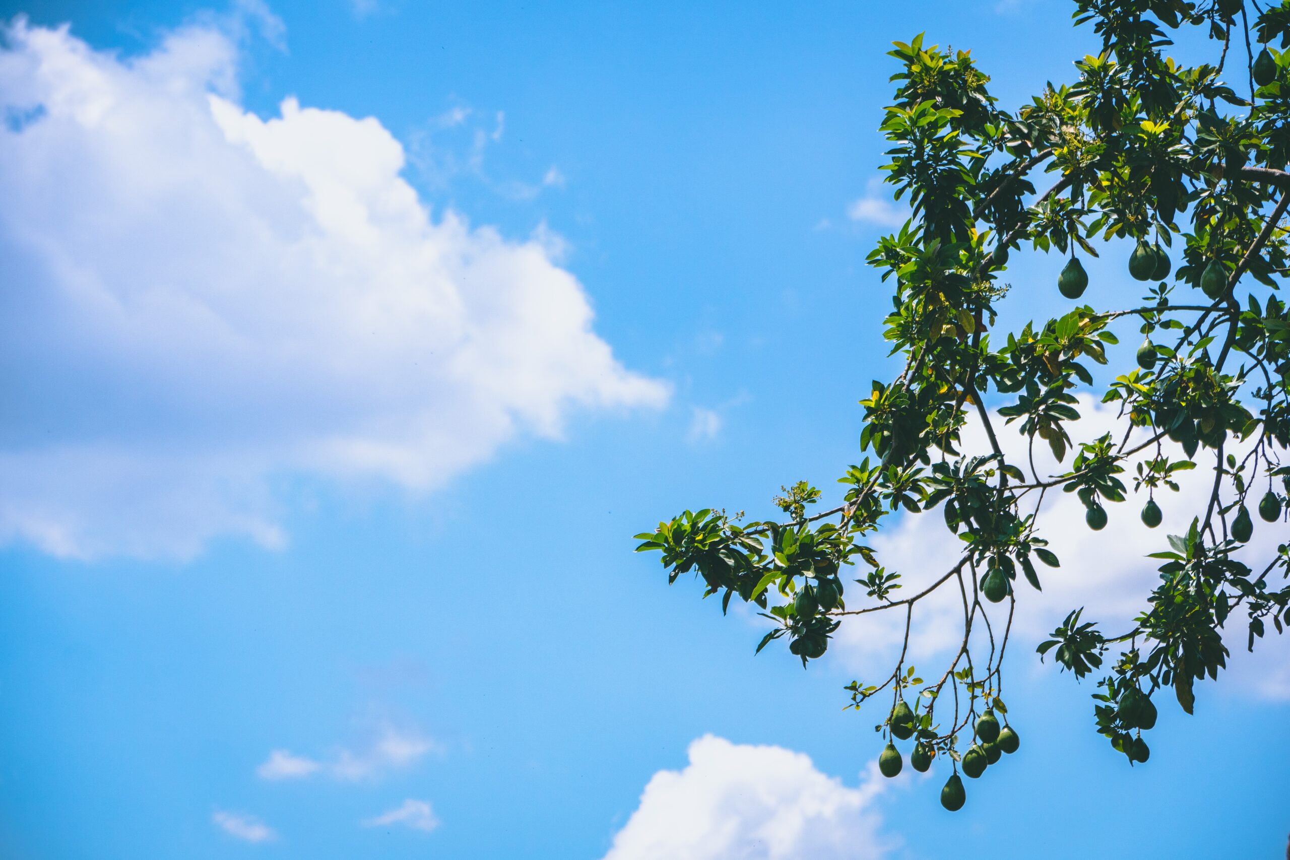 5.avocado tree in pot