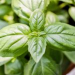 Brown Spots On Basil Leaves