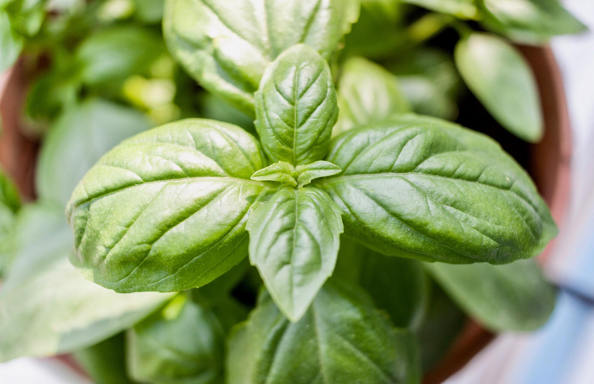 Brown Spots On Basil Leaves